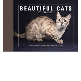 Beautiful Cats Postcard Book