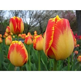 5 củ giống hoa tulip hoa màu cam - HGNN