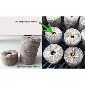 Mua 100 Viên Nén Sơ Dừa Ươm Hạt Giống