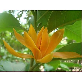 CÂY HOA NGỌC LAN VÀNG