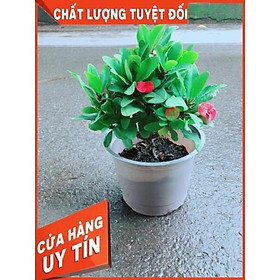 Hình ảnh Xương Rồng Bát Tiên