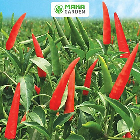 Mua Hạt giống Ớt Chỉ Thiên Lai F1 Rado 799 - Gói 0 1Gr - Dễ Trồng  Kháng Sâu Bệnh Tốt