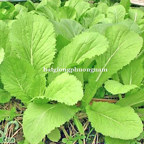 Mua 1 KG - HẠT GIỐNG CẢI XANH