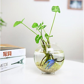 Cầu thủy tinh có đế 3 chấu làm trang trí thủy sinh, tiểu cảnh, bonsai