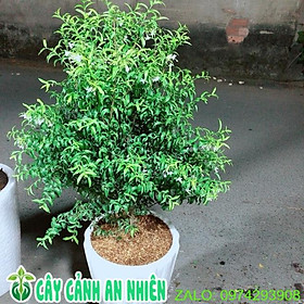 Mua Chậu Cây Mai Chiếu Thuỷ
