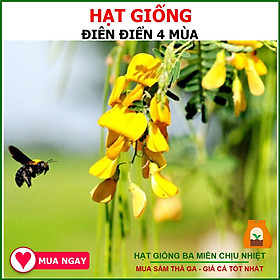 1GR - HẠT GIỐNG CÂY BÔNG HOA ĐIÊN ĐIỂN