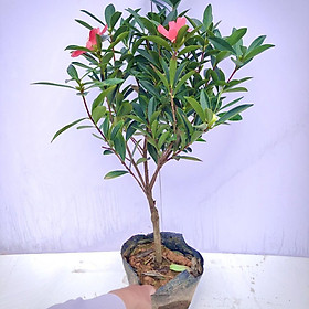 Mua Cây Trà tứ quý đang nụ và hoa cao 50-60cm (Ảnh thật)
