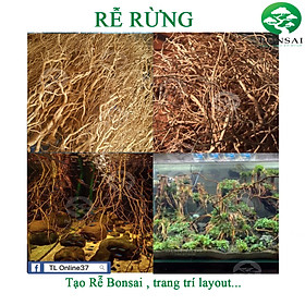 Rễ Rừng Lũa Rễ Setup Bể Thuỷ Sinh - Tiểu Cảnh - Bố Cục Bán Cạn