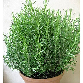 Mua Hạt giống cây Hương Thảo Rosemary - Mê điệt hương VTS191