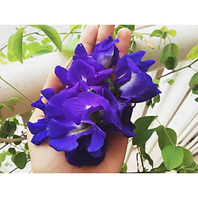 10 bông hoa đậu biếc kép tươi sạch - hoa nhà trồng