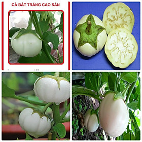 Hạt giống cà bát trắng F1 - 2gr/gói