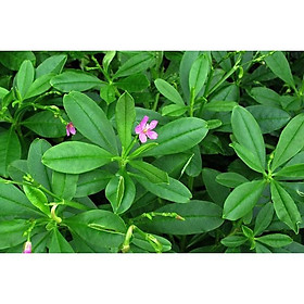 Cây giống sâm đất - cây giống nhỏ