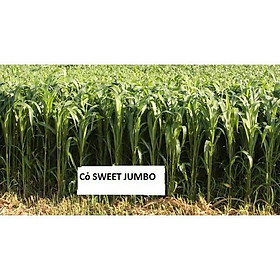 Hạt cỏ chăn nuôi SWEET JUMBO 500g