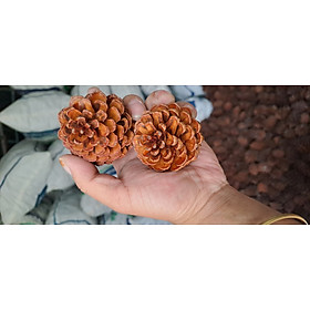 Mua Quả thông trang trí giáng sinh  có sơn phủ bóng   set 50 quả  