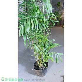 Mua Bụi Cau Hawai