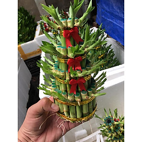 Chậu trúc phú quý hình tháp phong thủy
