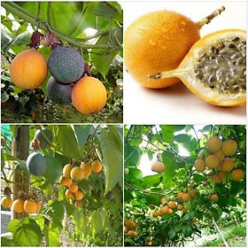 Mua Hạt giống chanh leo NGỌT COLOMBI F1 - 1 gói 10 hạt  - Tặng kèm 5 viên nén ươm hạt