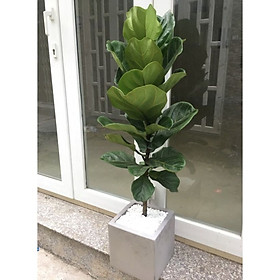 Cây bàng chậu xi măng