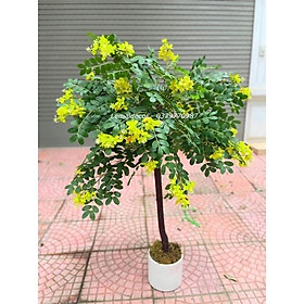 Cây điệp vàng cao 140cm - cây giả