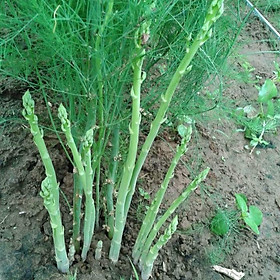 Mua combo 10 bầu MĂNG TÂY XANH MỸ