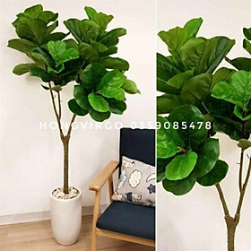 Mua Cây Bàng Singapore Giả Cao 1m5 chưa chậu