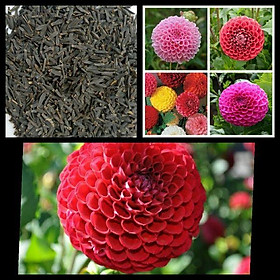 Hạt giống hoa Thược Dược kép, Thược dược tổ ong