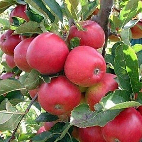 cây táo ngoại, Cây táo lùn mỹ F1, cây chuẩn giống tốt, dòng quả sớm chuẩn giống f1