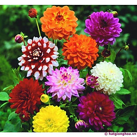 Mua combo 2 CỦ GIỐNG HOA THƯỢC DƯỢC LÙN CÁNH KÉP MIXX MÀU