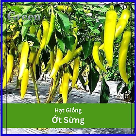 Mua Hạt Giống Ớt Sừng Năng Suất Cao