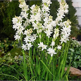 Mua combo 10 củ giống hoa huệ ta trắng thơm (hoa dạ lan hương)- củ giống size mẹ