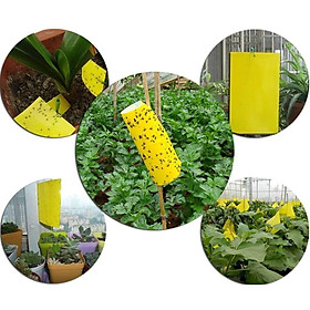 Mua 5 Miếng Dính Ruồi Vàng & Các Loại Côn Trùng - Hiệu Quả Nhanh