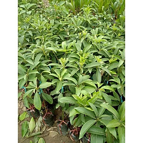 Cây bơ sáp cơm dày, dẻo, phù hợp mọi khí hậu