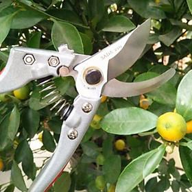Mua Kéo Cắt Tỉa Cành Cây Siêu Sắc SADA -K06