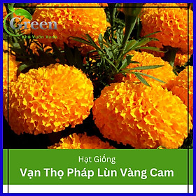 Mua Hạt Giống Hoa Vạn Thọ Pháp Lùn F1 Vàng Cam