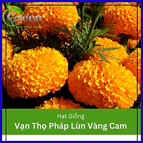 Hạt Giống Hoa Vạn Thọ Pháp Lùn F1 Vàng Cam