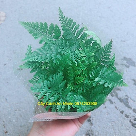 Mua Cây Dương Sỉ Nhật