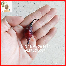 3 Hạt Ớt Naga scolt Lancer Purple