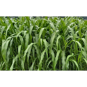 Mua Giống Cỏ Sweet Jumbo