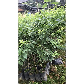 Mua Cây giống mận hậu sơn la giống chuẩn