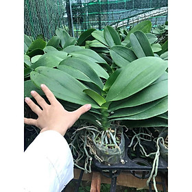 Cây Lan Hồ Điệp đại cốc 3.5 đã cắt cành - Nữ hoàng của các loại hoa - giao cây to như hình, hoa có màu ngẫu nhiên