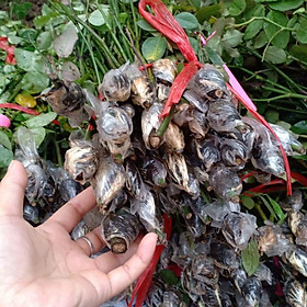 Mua Triết hoa hồng nguyên bản