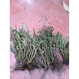 Mua hoa phong lan  hoàng thảo thập hoa