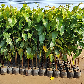 Mua Cây Giống Dầu Rái Chuẩn Giống Cây Trồng