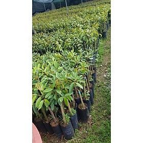 Cây giống sầu riêng ri6 gốc to bầu lớn