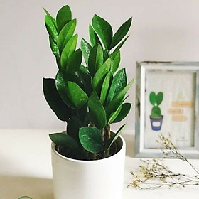 Cây Kim Tiền- Cây Kim Phát Tài- May Mắn Tài Lộc Chậu Sứ Để Bàn Tặng Kèm Sỏi Trang Trí