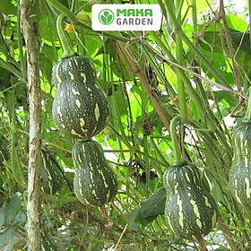 Mua Hạt giống bí đỏ hạt đậu lai F1 Rado 35 - gói 1g  dể nảy mần  sinh trưởng tốt  kháng bệnh cao