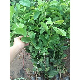 Cây ổi lê đài loan cao 70-80 cm