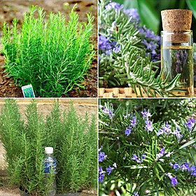 Mua Hạt Giống Cây Hương Thảo Rosemary 20 hạt/gói