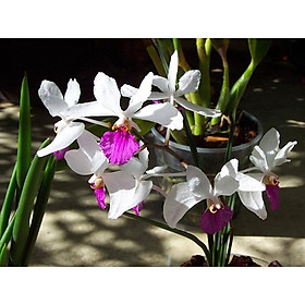 Hoa lan tóc tiên rừng tây bắc - hàng trồng thuần trên 2 năm, cây và hoa cực đẹp