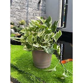 Chậu ươm cây 14.5*18cm - set 10 cái